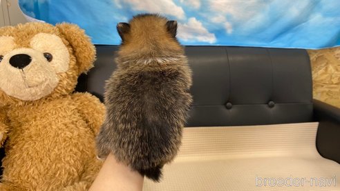 成約済の兵庫県のポメラニアン-311235の7枚目